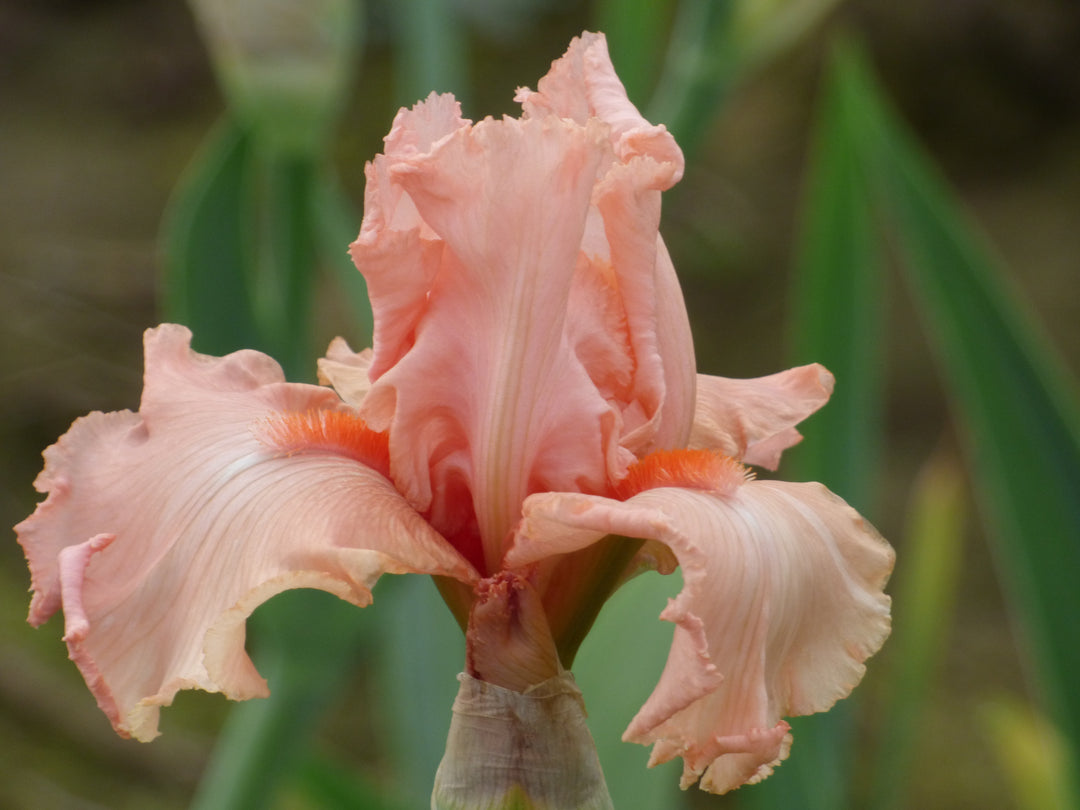 Eraser Pink| Tall Bearded Iris – Schreiner's Gardens