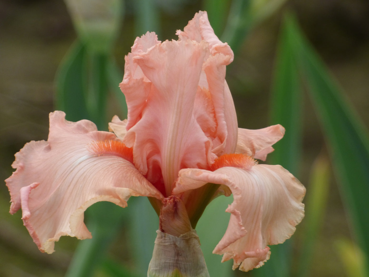 Eraser Pink| Tall Bearded Iris – Schreiner's Gardens