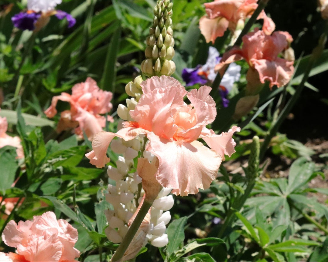 Eraser Pink| Tall Bearded Iris – Schreiner's Gardens