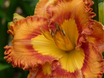 Euphoric (Daylily)