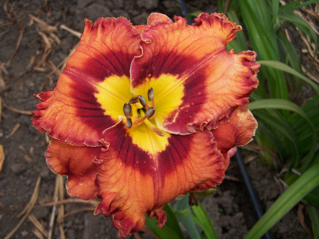 Euphoric (Daylily) | Spring Daylily Catalog – Schreiner's Gardens