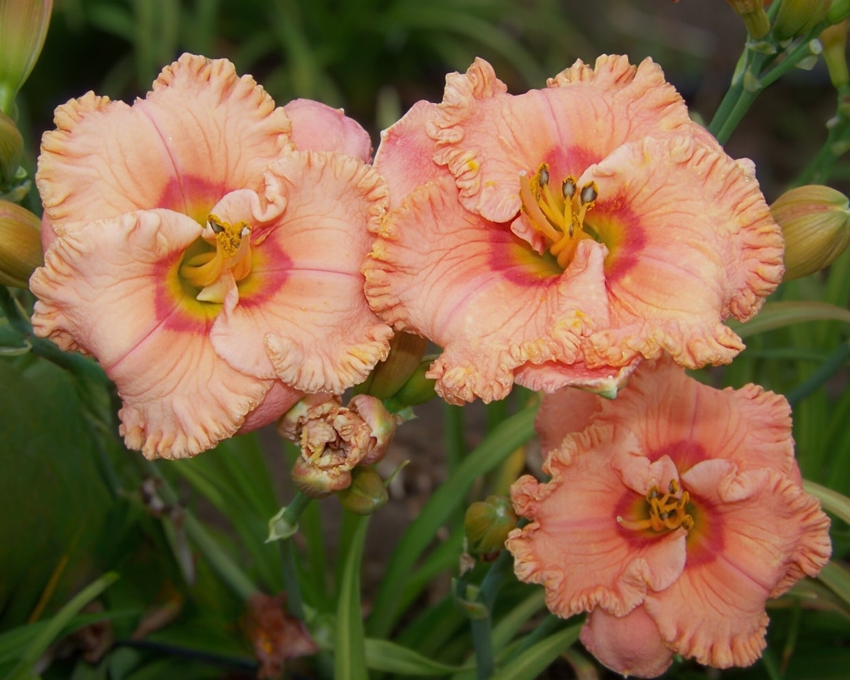 Ever So Softly | Spring Daylily Catalog – Schreiner's Gardens
