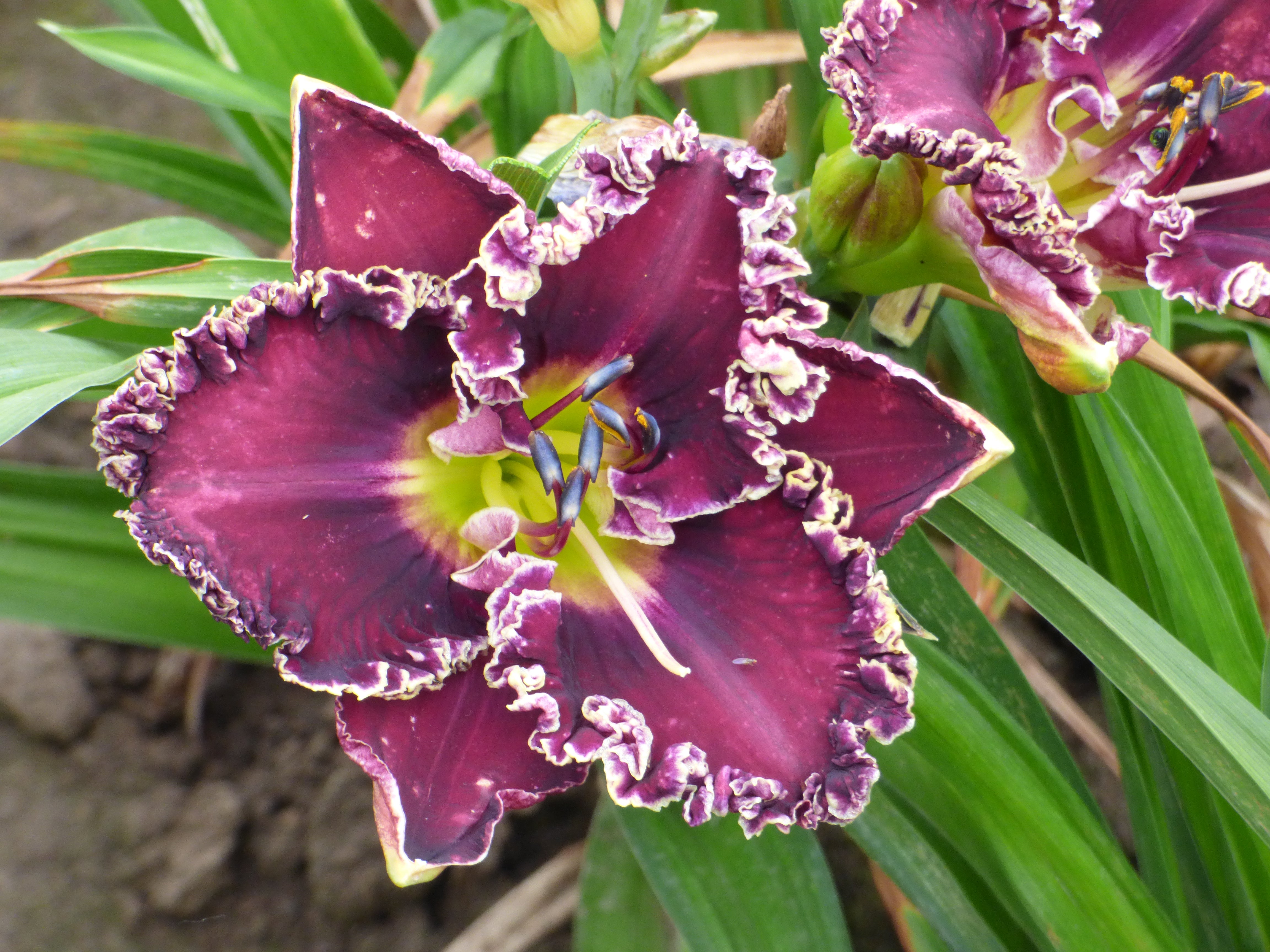 No.124 フルオーダー（メリーポピンズ） No.124 フルオーダー（メリーポピンズ） No.124 フルオーダー（メリー