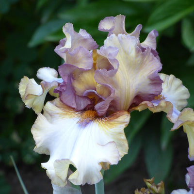 Brown Iris Bouquet