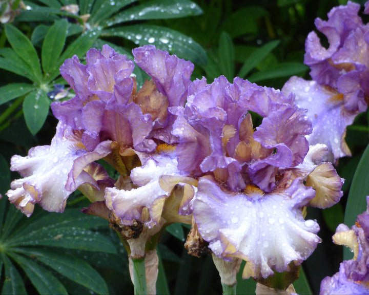Express Yourself | Tall Bearded Iris – Schreiner's Gardens