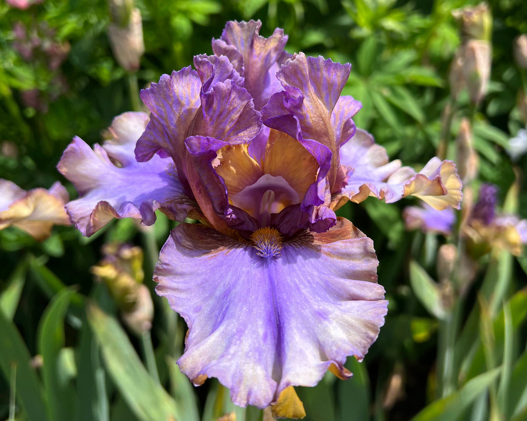 ひろとも様　ランツ 1ml &パープルクッシュ3g Express Yourself | Tall Bearded Iris – Schreiner's Gardens