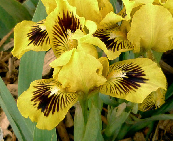 Eyebright
