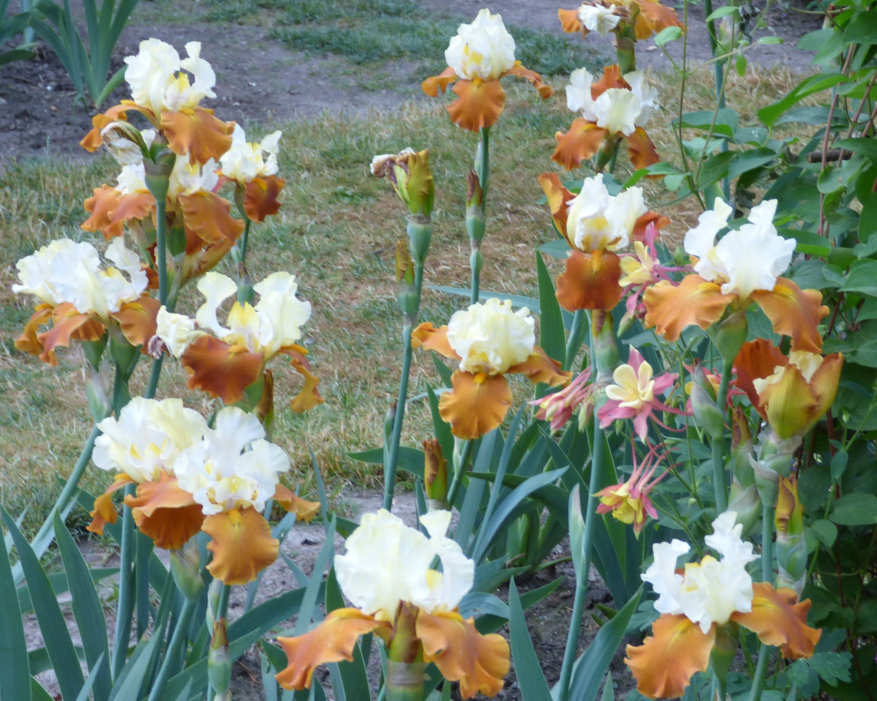 Fall Fiesta | Tall Bearded Iris – Schreiner's Gardens