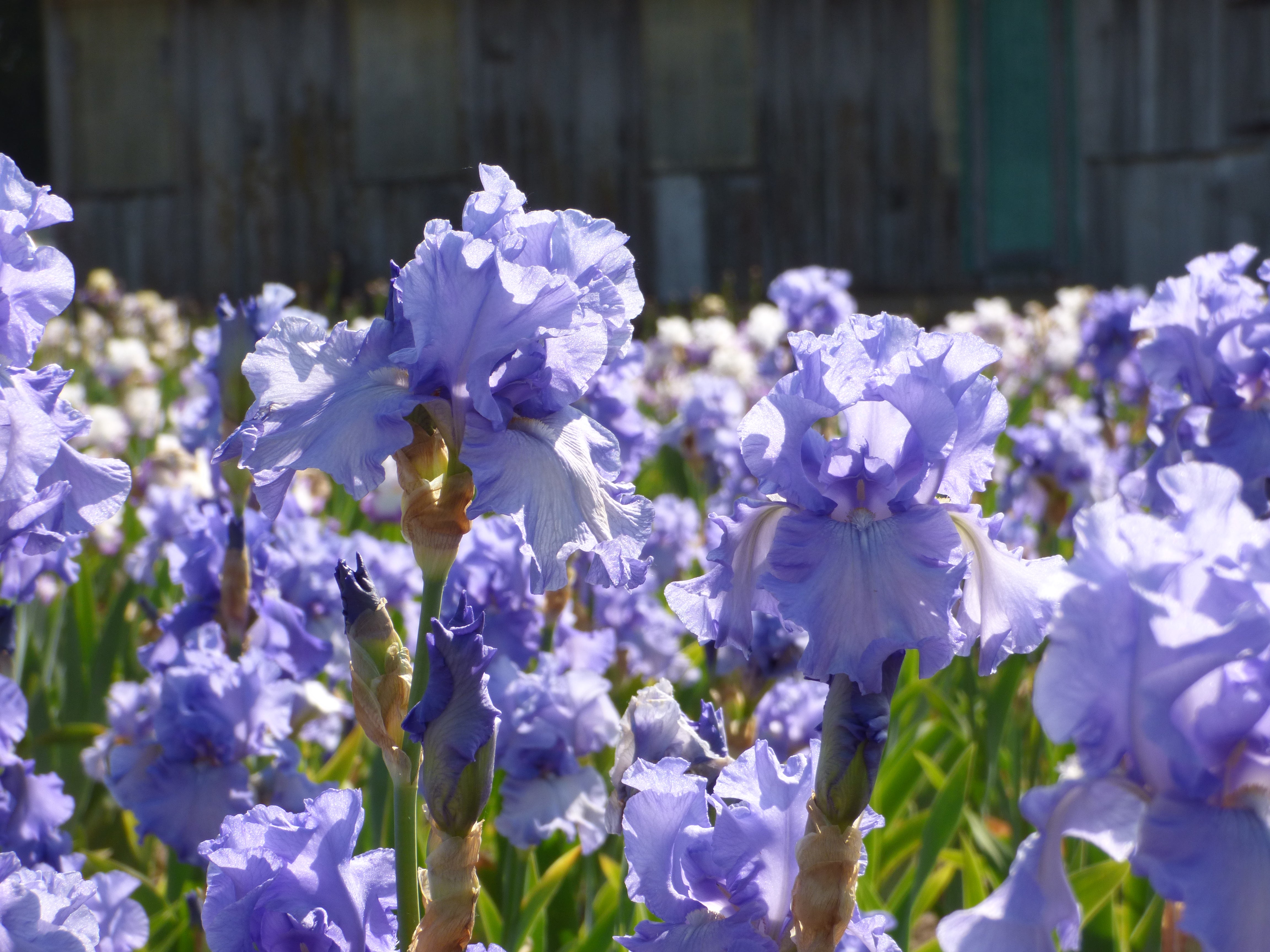 Fiesta In Blue | Tall Bearded Iris – Schreiner's Gardens