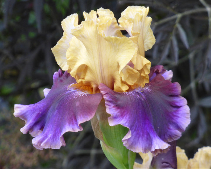 Final Episode | Tall Bearded Iris – Schreiner's Gardens