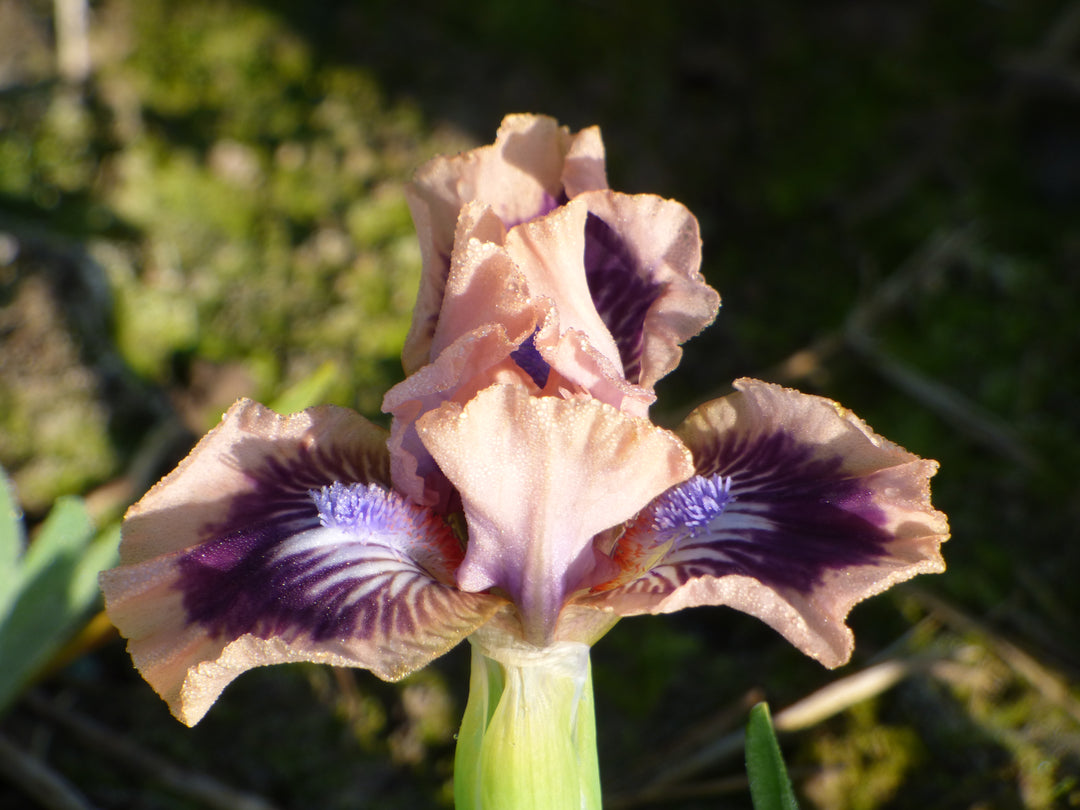 Frisk Me | Dwarf Bearded Iris – Schreiner's Gardens