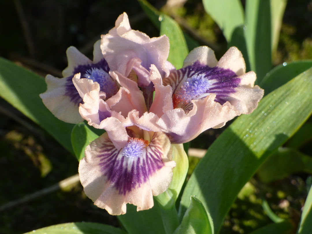 3枚 マルチャミー・フワロス プリズマ Frisk Me | Dwarf Bearded Iris – Schreiner's Gardens