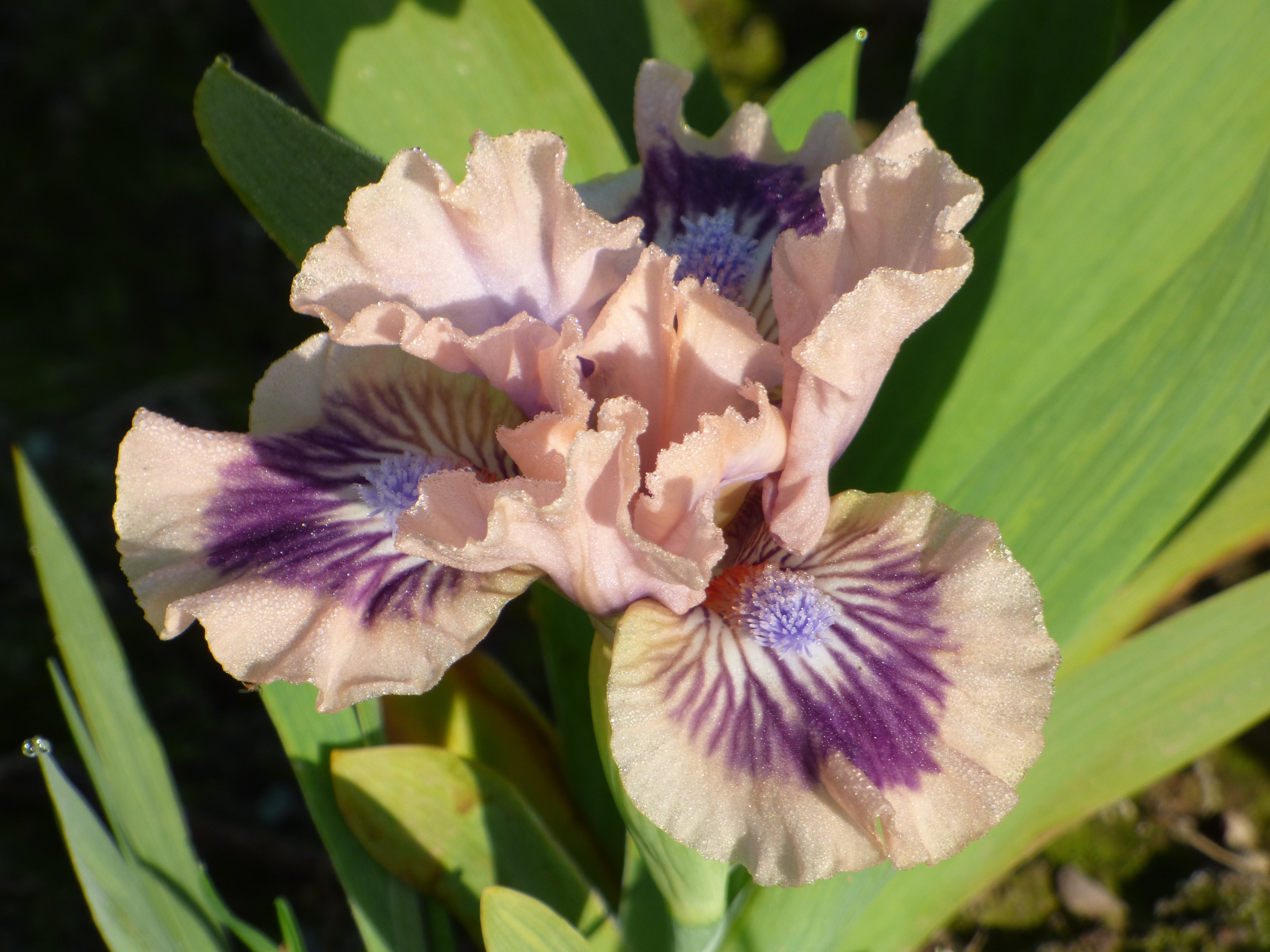 Frisk Me | Dwarf Bearded Iris – Schreiner's Gardens