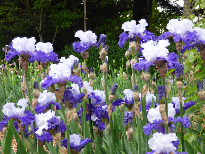 FX Schreiner | Tall Bearded Iris – Schreiner's Gardens