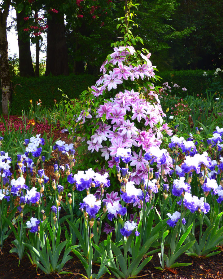 FX Schreiner | Tall Bearded Iris – Schreiner's Gardens