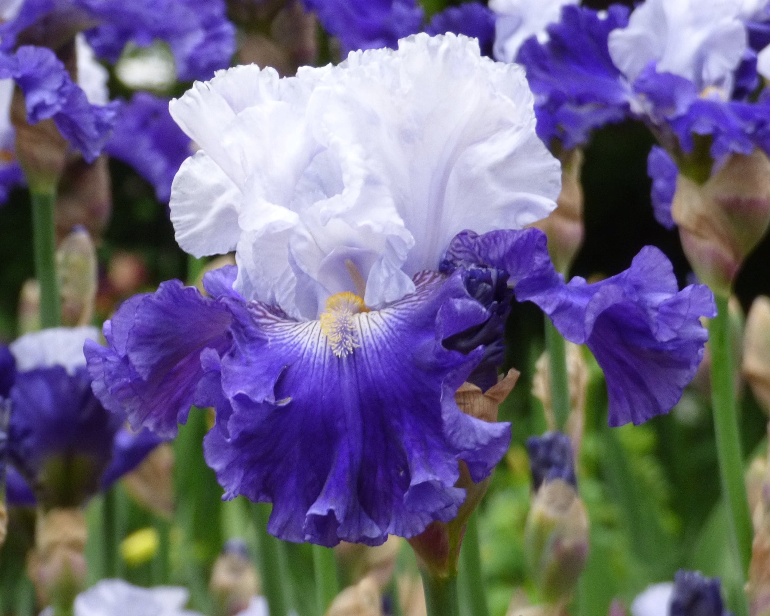 FX Schreiner | Tall Bearded Iris – Schreiner's Gardens