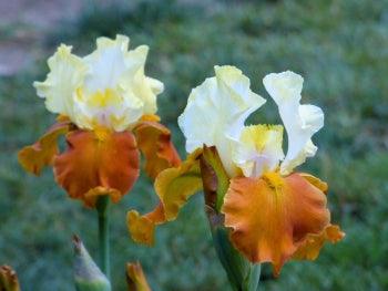 Fall Fiesta Potted Iris