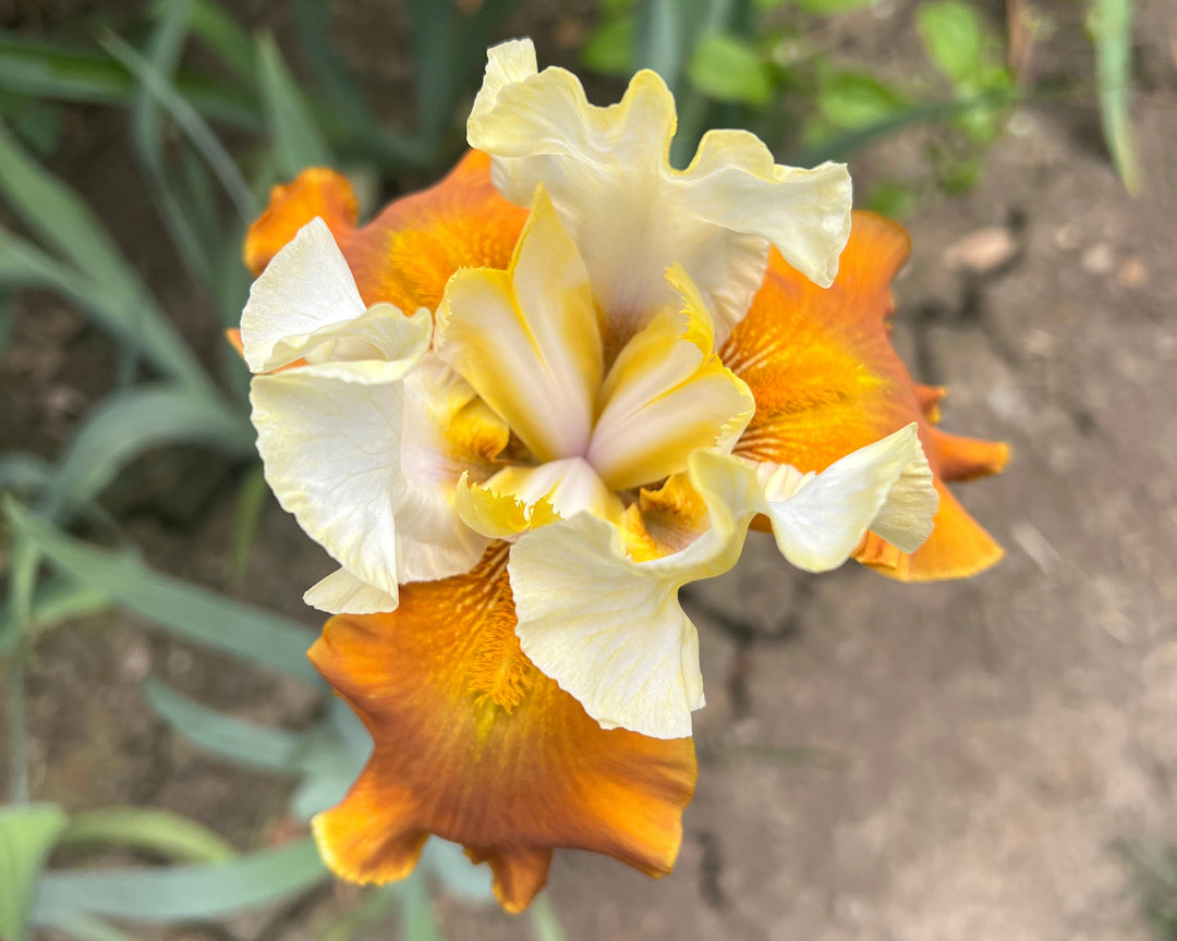 Fall Fiesta | Tall Bearded Iris – Schreiner's Gardens
