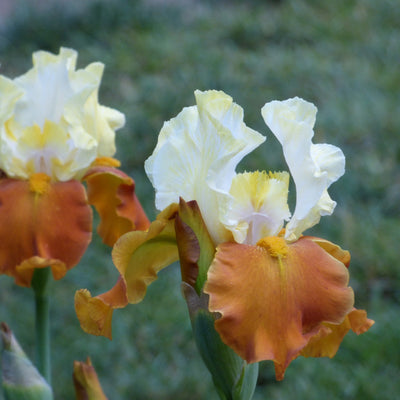 Brown Iris Bouquet