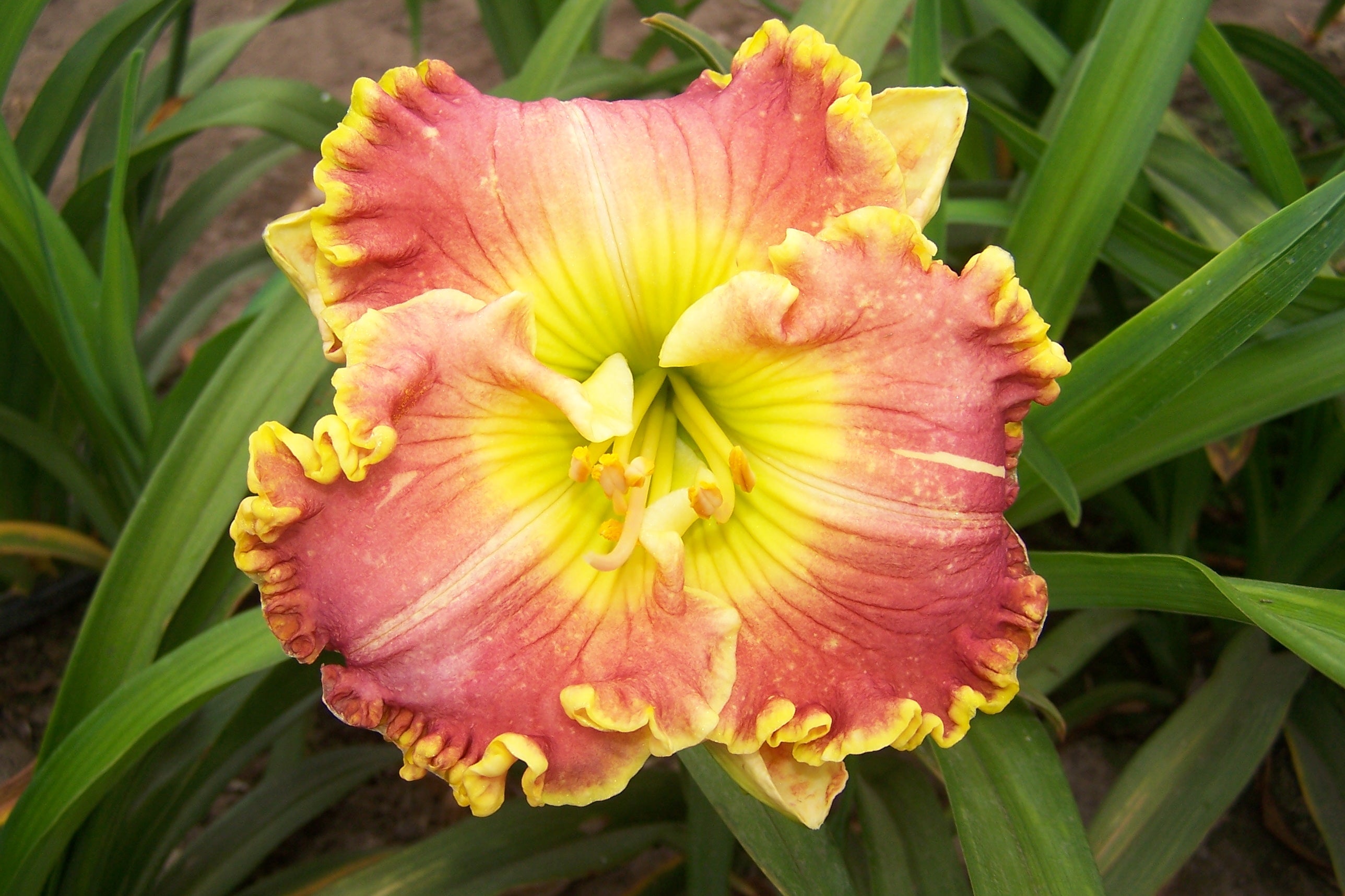 Fame | Spring Daylily Catalog – Schreiner's Gardens