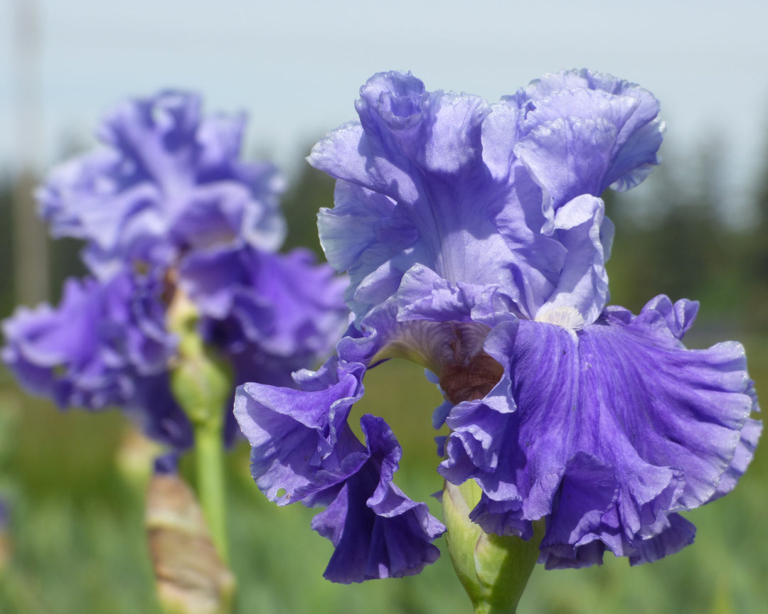 Family Pride | Tall Bearded Iris – Schreiner's Gardens