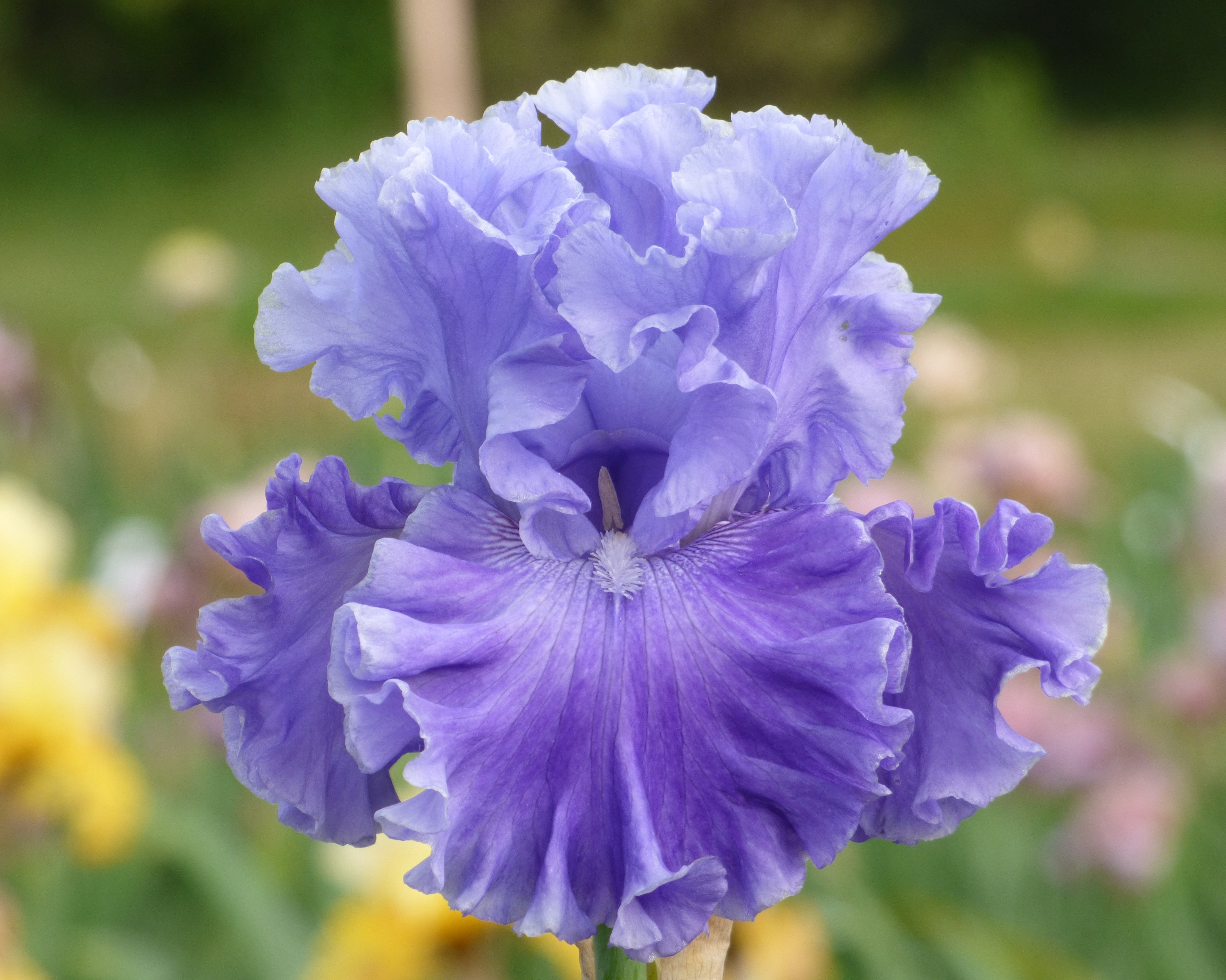 Family Pride | Tall Bearded Iris – Schreiner's Gardens