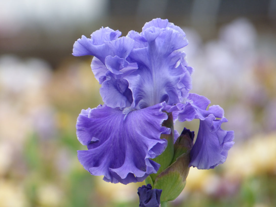 Family Pride | Tall Bearded Iris – Schreiner's Gardens