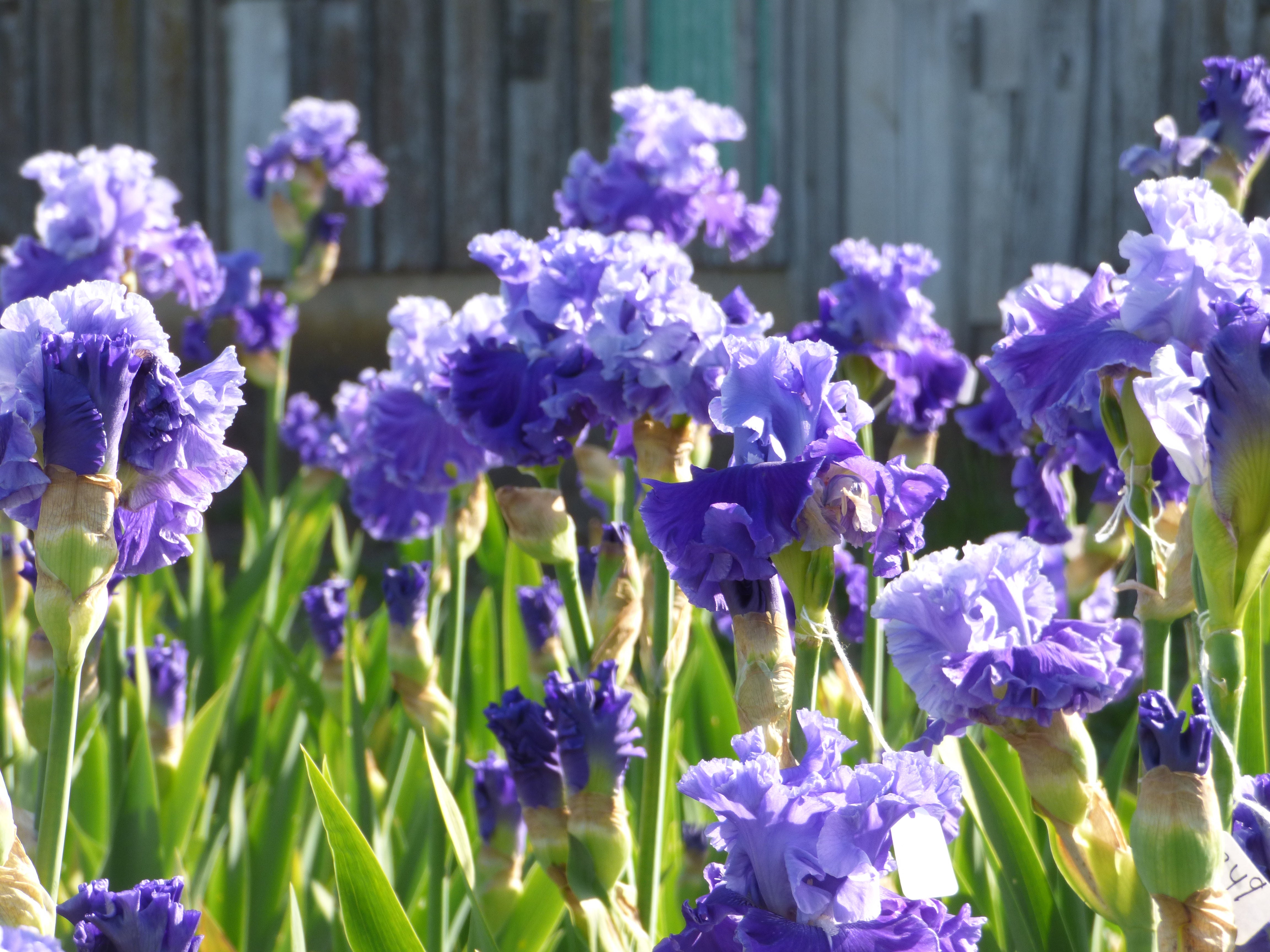 Family Pride | Tall Bearded Iris – Schreiner's Gardens