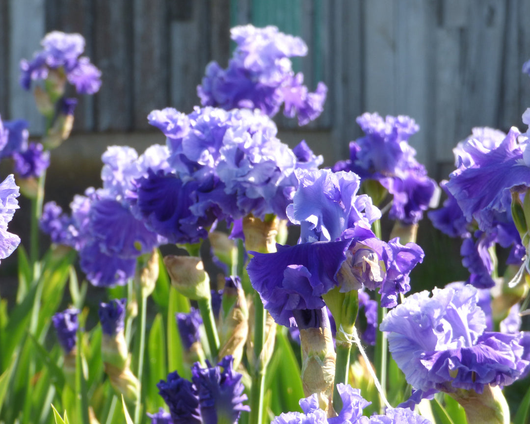 Family Pride | Tall Bearded Iris – Schreiner's Gardens