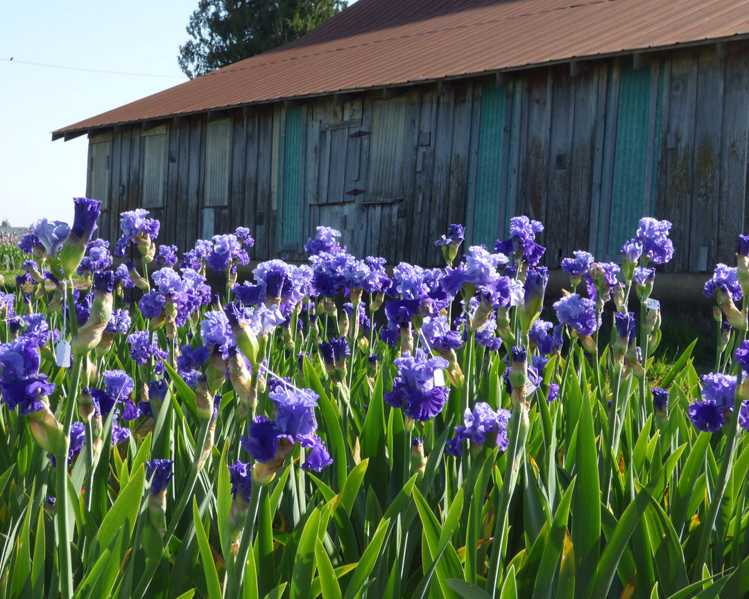 Family Pride | Tall Bearded Iris – Schreiner's Gardens