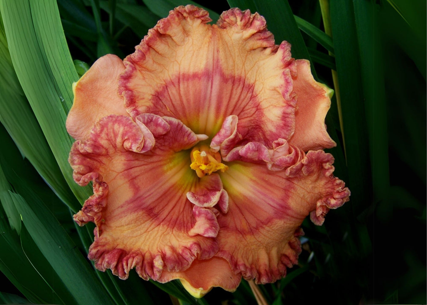 Fascinating Colors