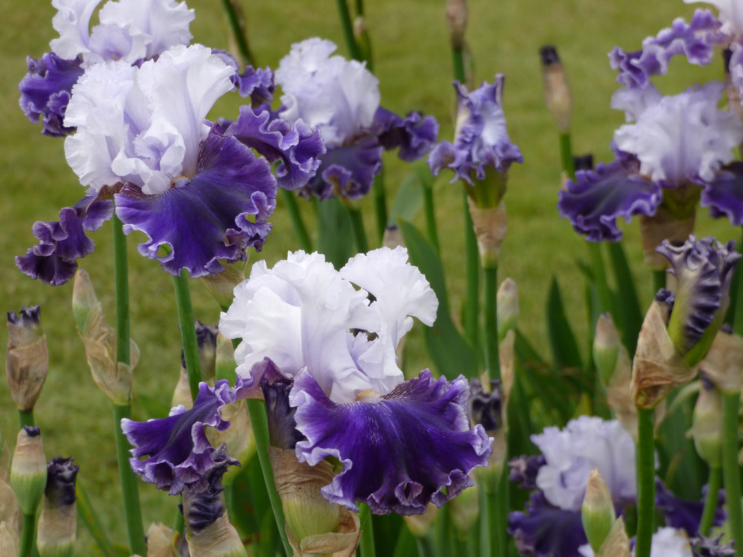 Feel The Thunder | Tall Bearded Iris – Schreiner's Gardens