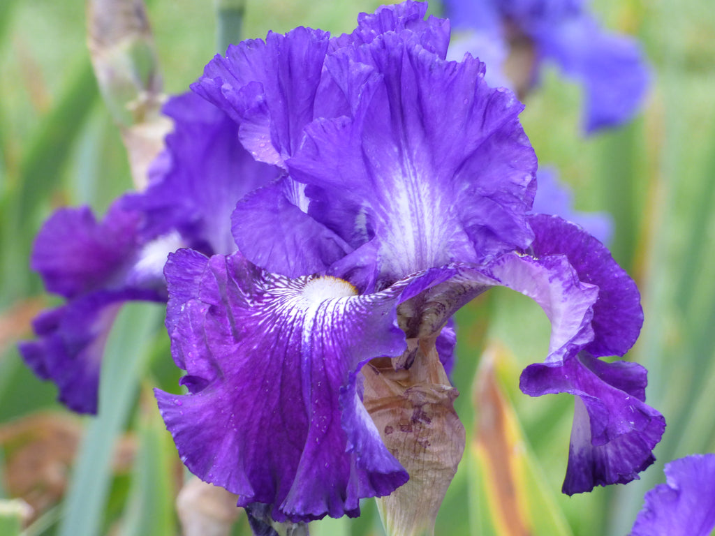 Fiddlin' Around | Tall Bearded Iris – Schreiner's Gardens