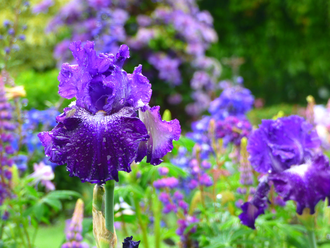 Fiddlin' Around | Tall Bearded Iris – Schreiner's Gardens