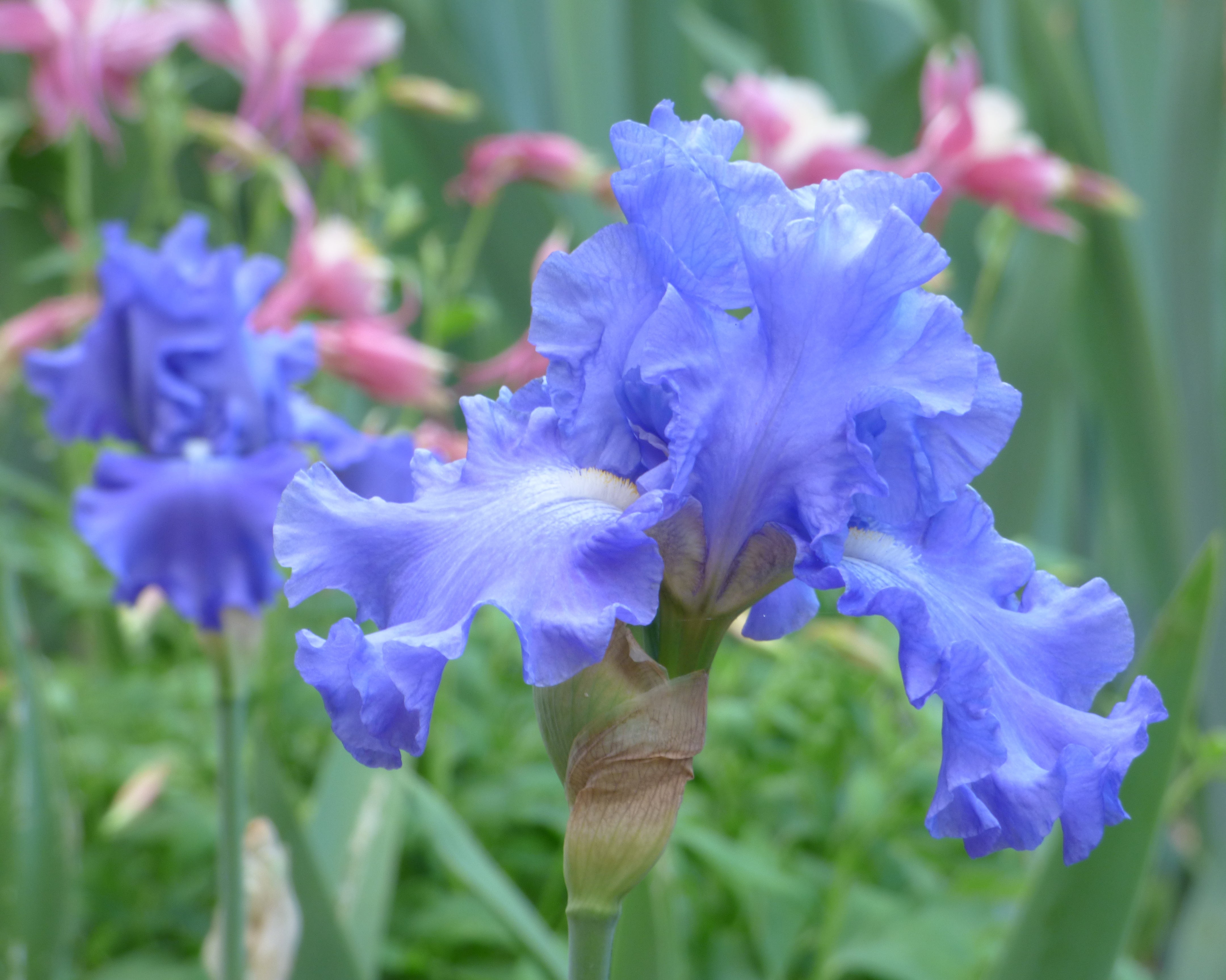 Fiesta In Blue | Tall Bearded Iris – Schreiner's Gardens