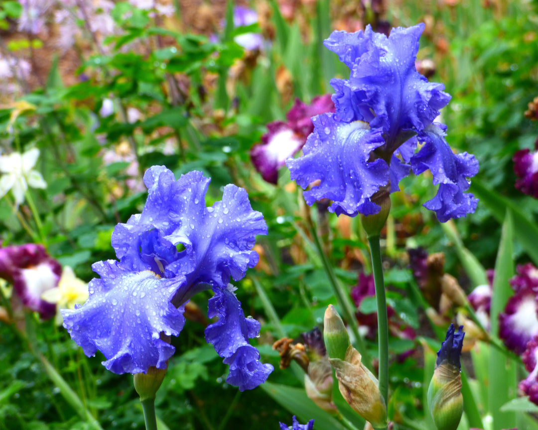 ブルーフラワーヘリテイジ Fiesta In Blue | Tall Bearded Iris – Schreiner's Gardens