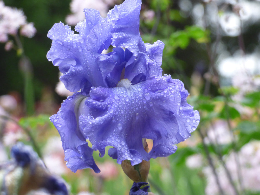 トリ　レンズ紫ｘスカイブルー Coos Bay | Tall Bearded Iris – Schreiner's Gardens