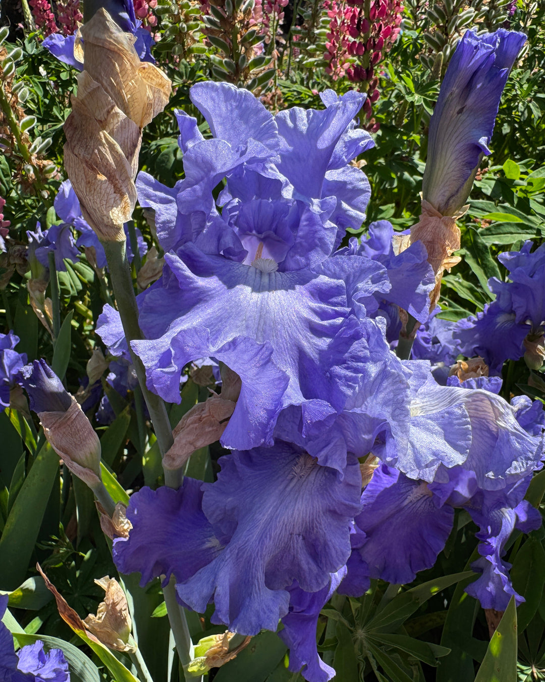 ブルーフラワーヘリテイジ Fiesta In Blue | Tall Bearded Iris – Schreiner's Gardens