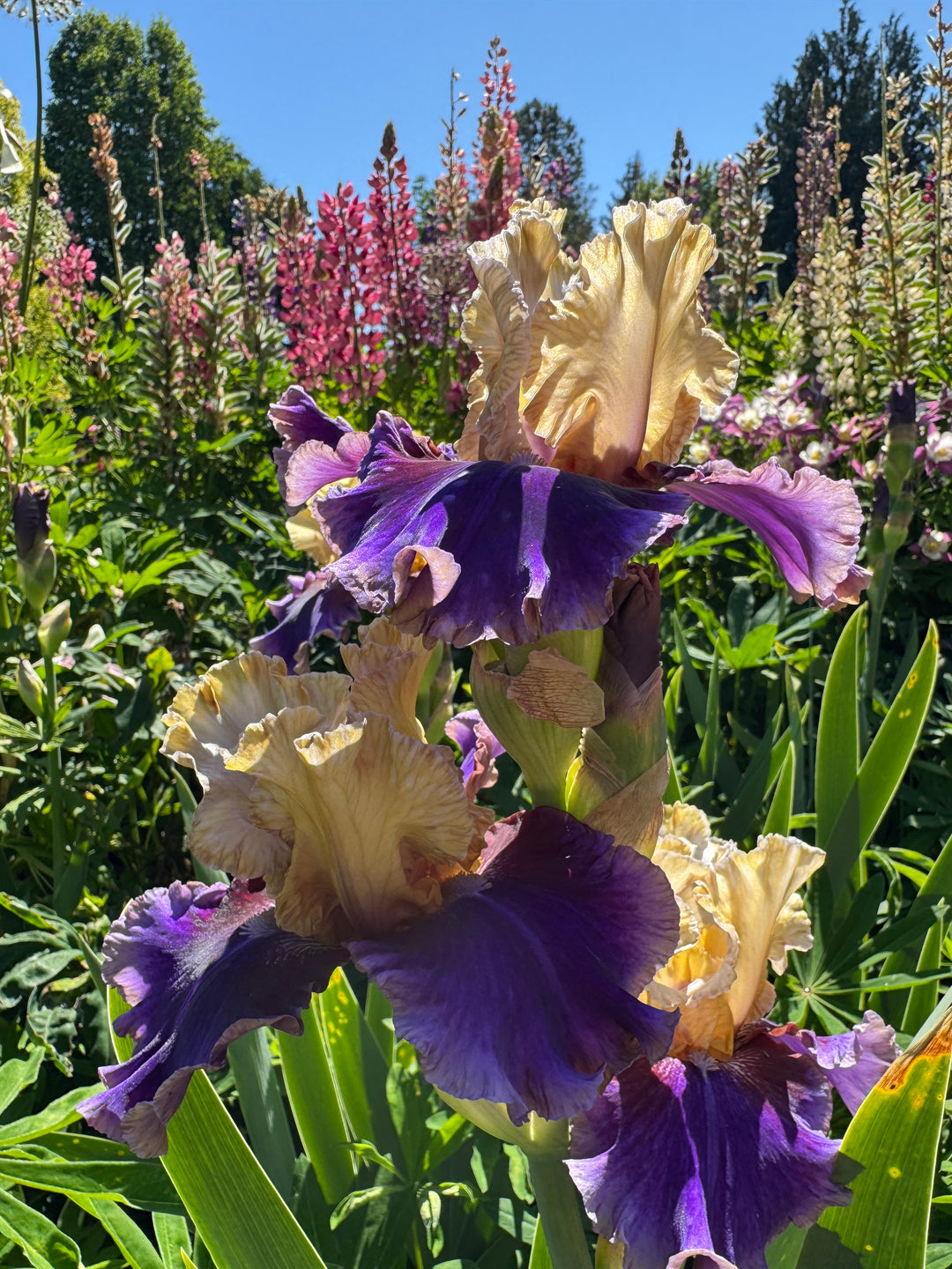Final Episode | Tall Bearded Iris – Schreiner's Gardens