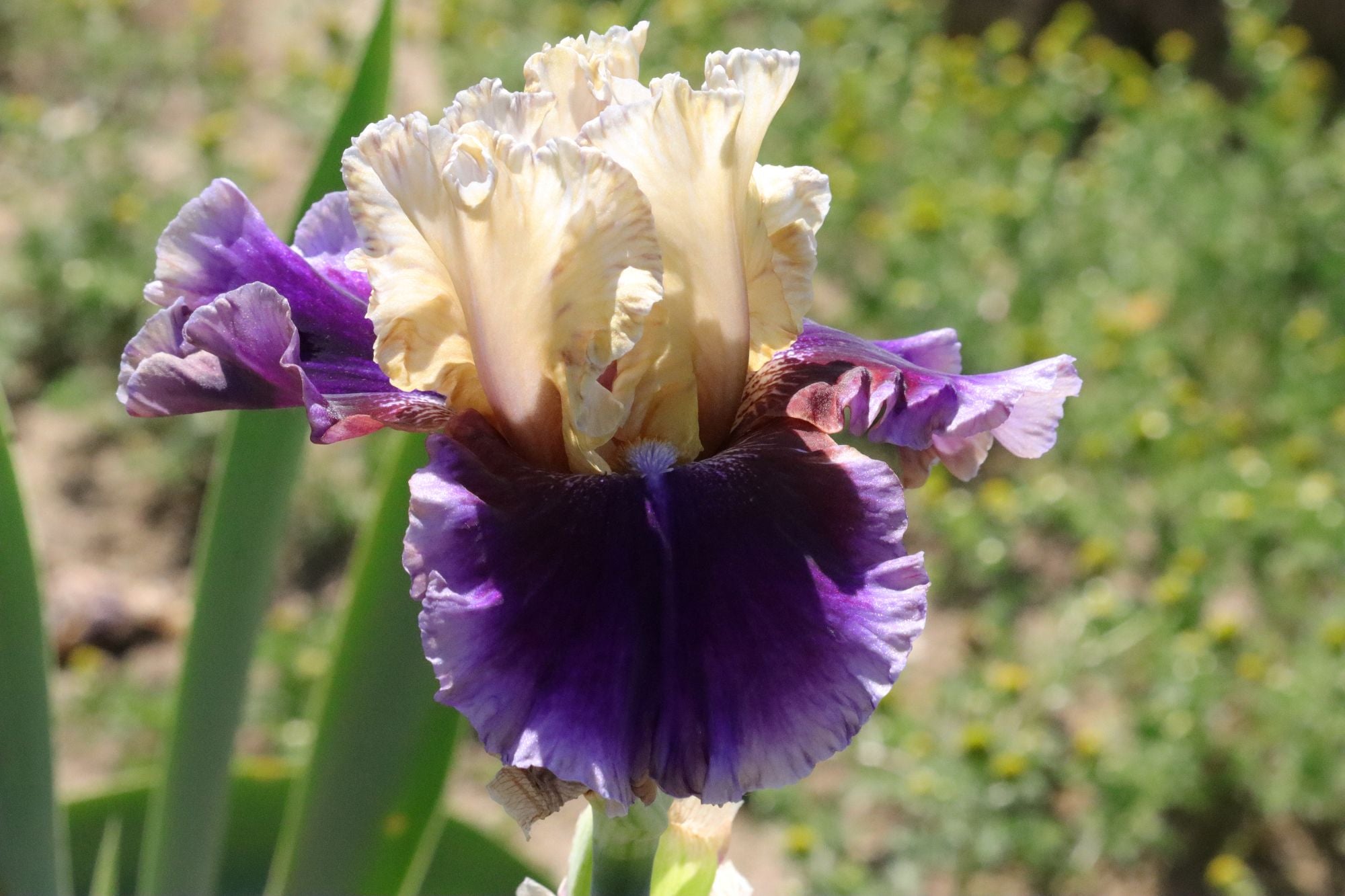 Final Episode | Tall Bearded Iris – Schreiner's Gardens