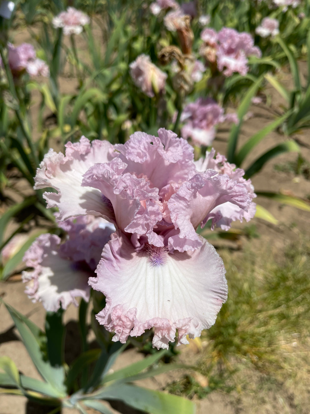 Fine Romance – Schreiner's Gardens