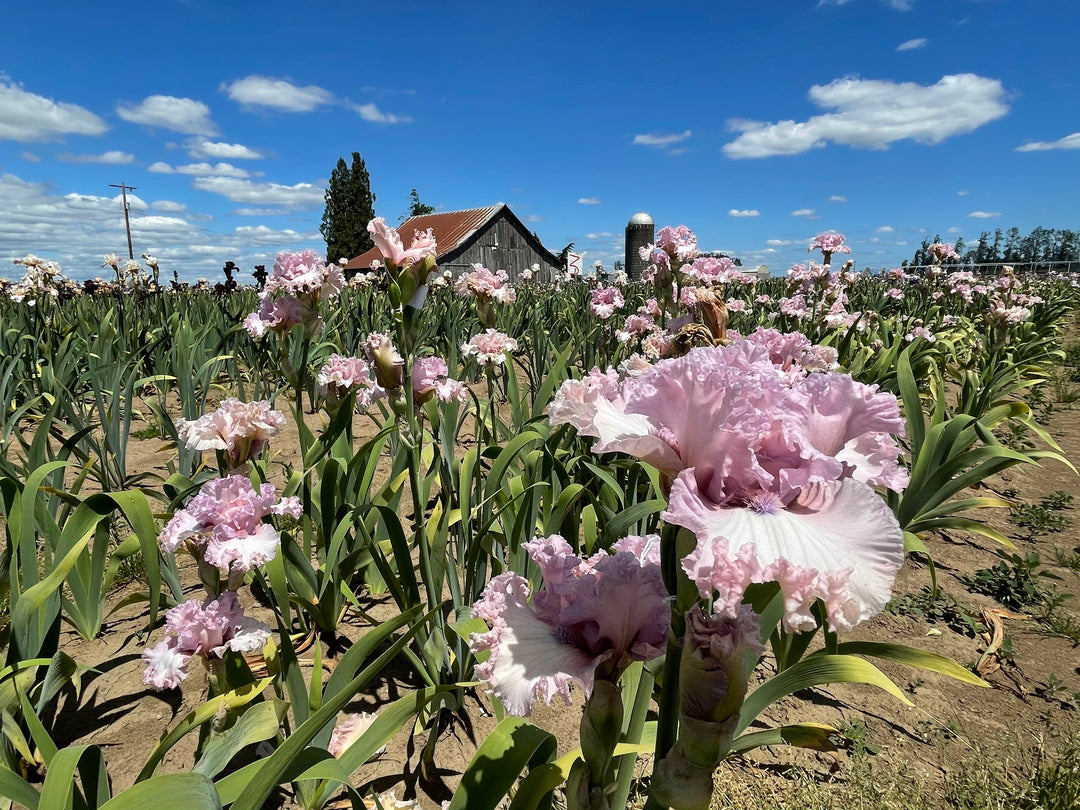 FineRomanceField_1080x.jpg?v=