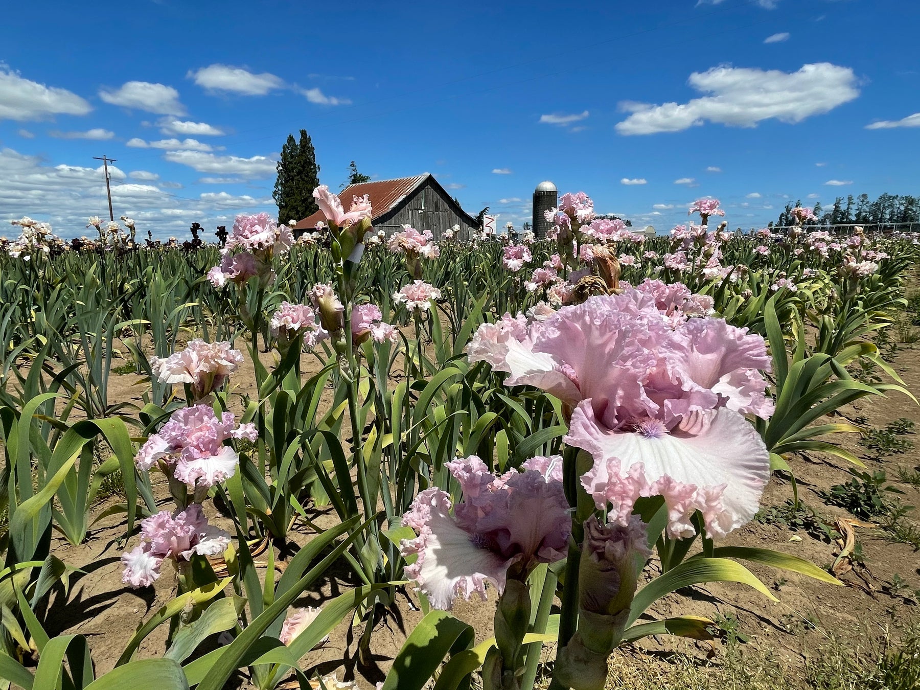 Fine Romance – Schreiner's Gardens