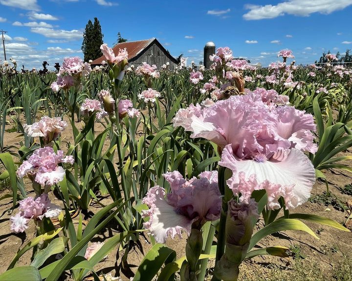 Fine Romance – Schreiner's Gardens