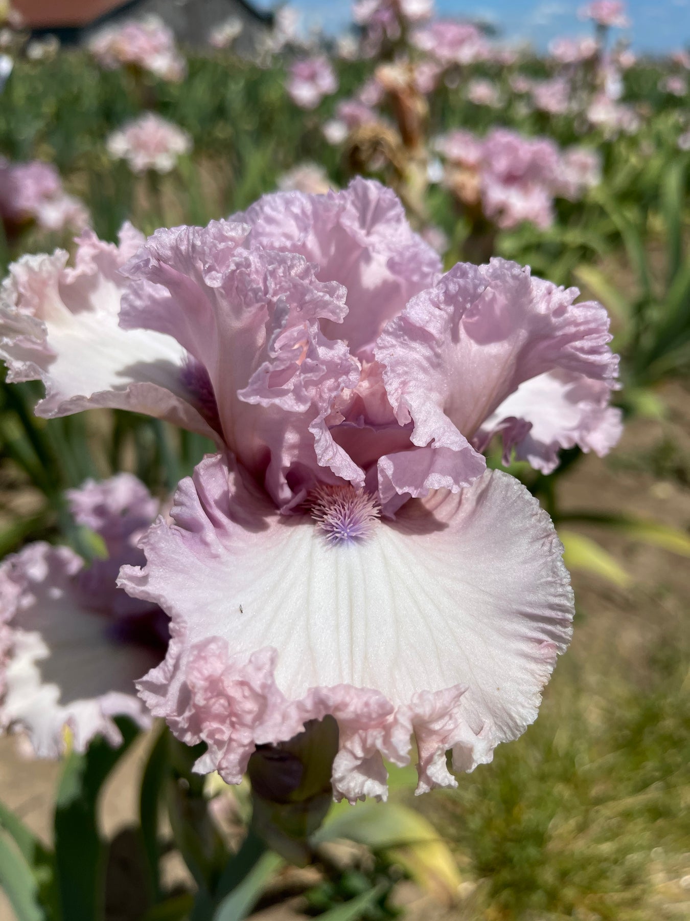 Fine Romance – Schreiner's Gardens