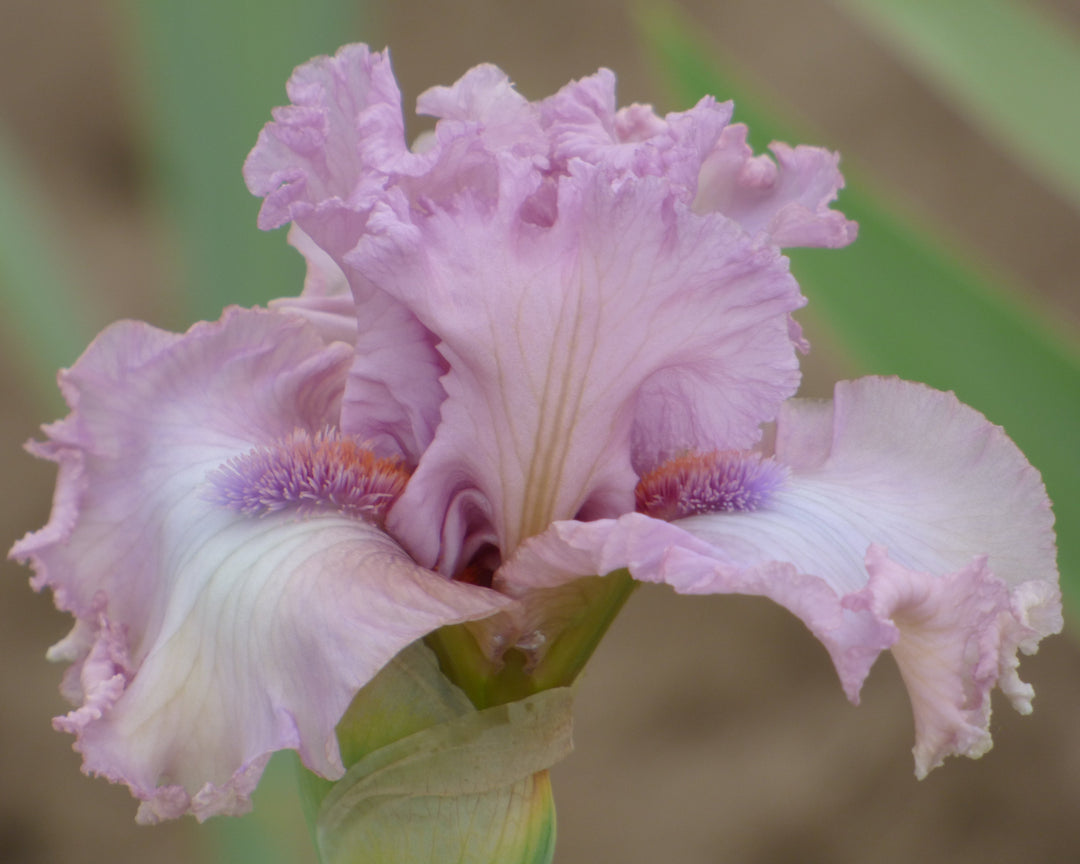 Fine Romance – Schreiner's Gardens