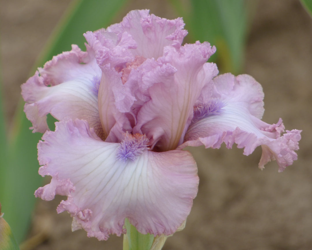 Fine Romance – Schreiner's Gardens