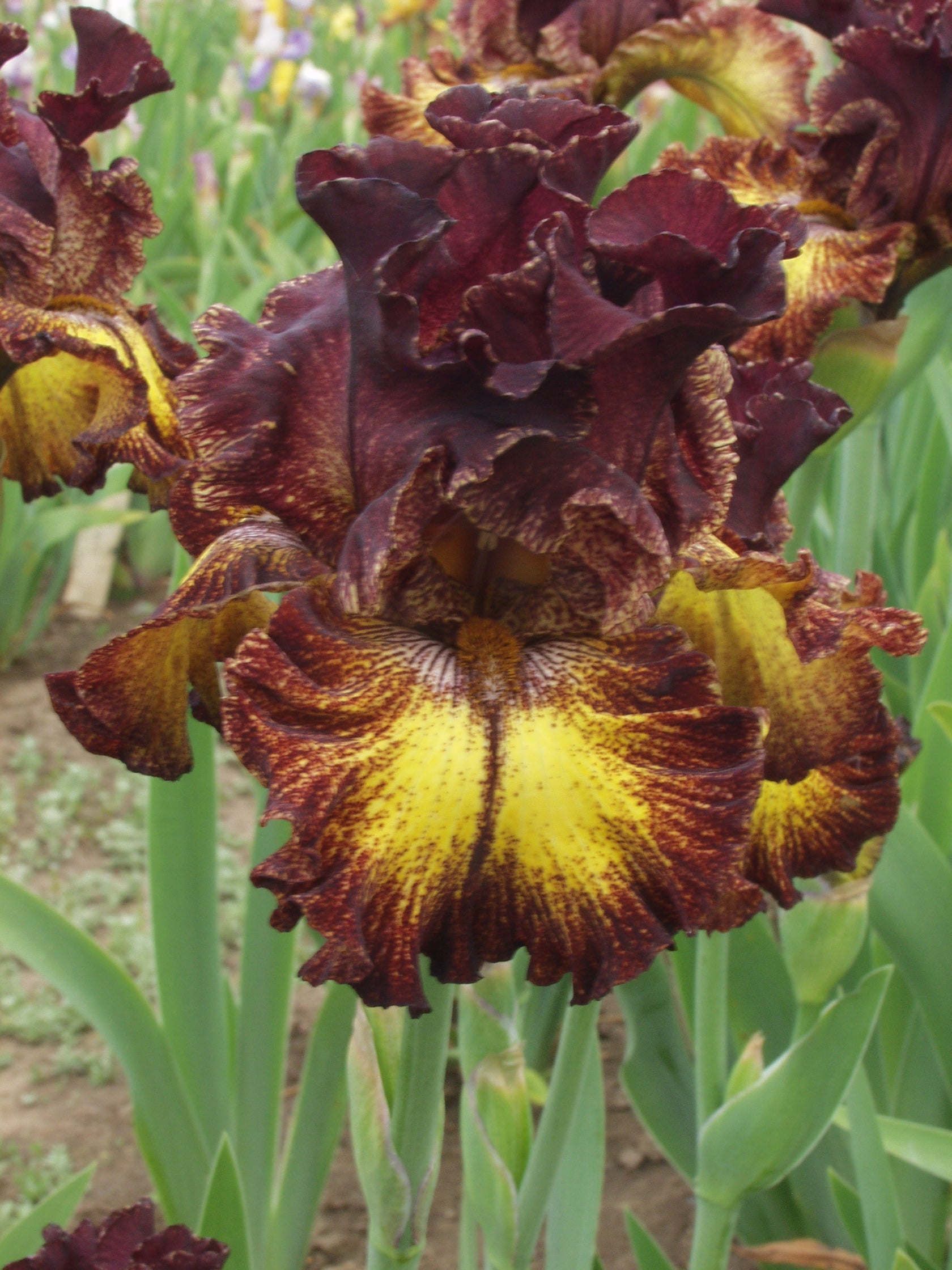 Fire Danger – Schreiner's Gardens