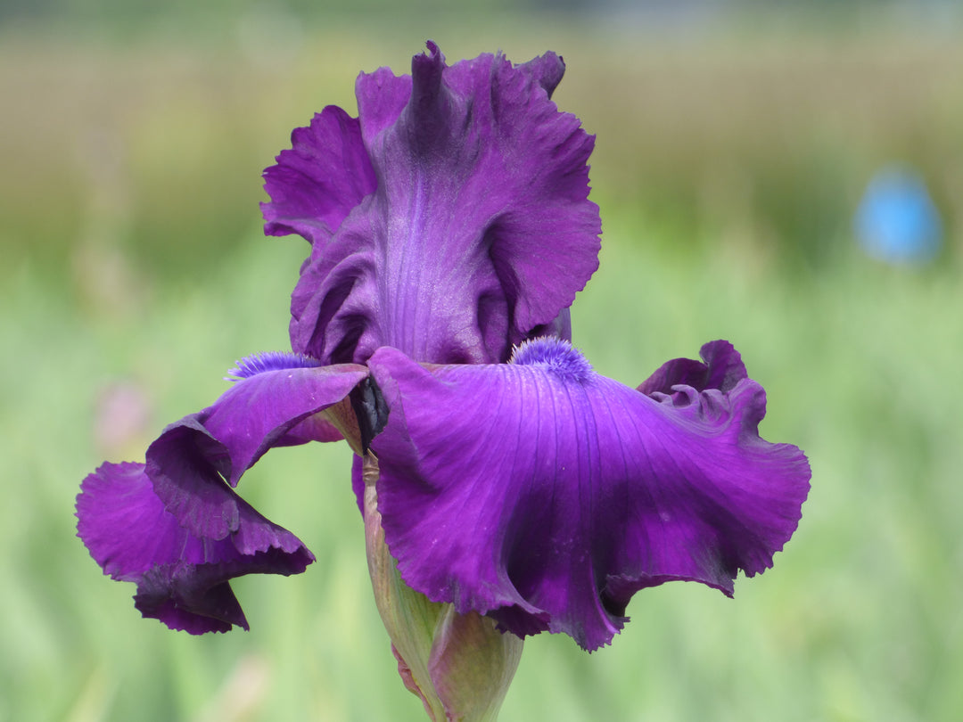 Five O'Clock - Bonus | Tall Bearded Iris – Schreiner's Gardens
