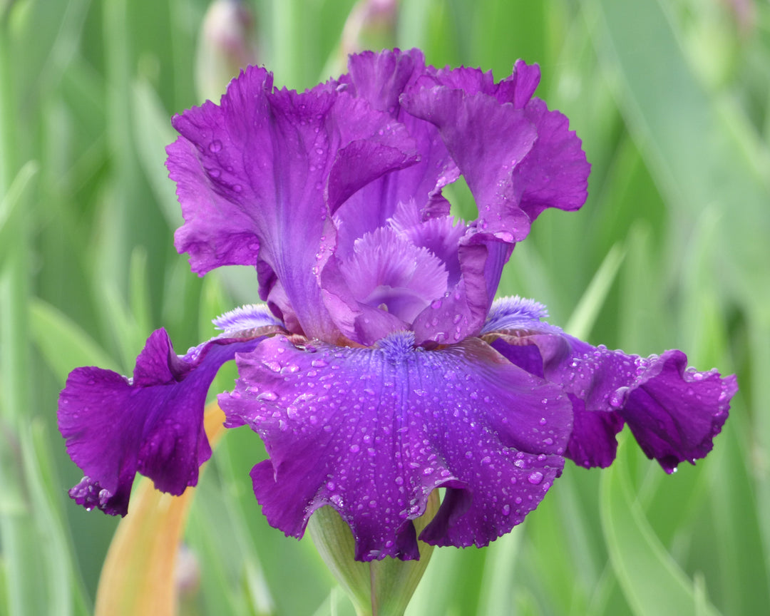 Five O'Clock - Bonus | Tall Bearded Iris – Schreiner's Gardens